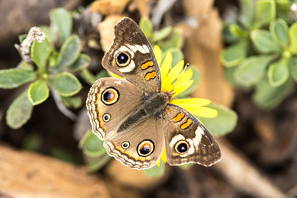 Junonia coenia - 3/11/17 - 03112017-DSC_0348