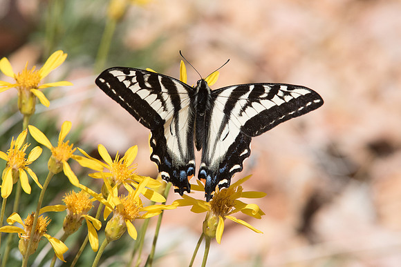 Papilio eurymedon -  4954 - Red Canyon - 04/06/2015