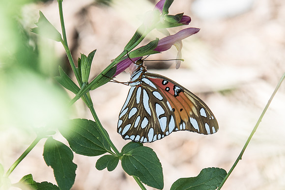 Agraulis vanillae 4/11/17 - 0477