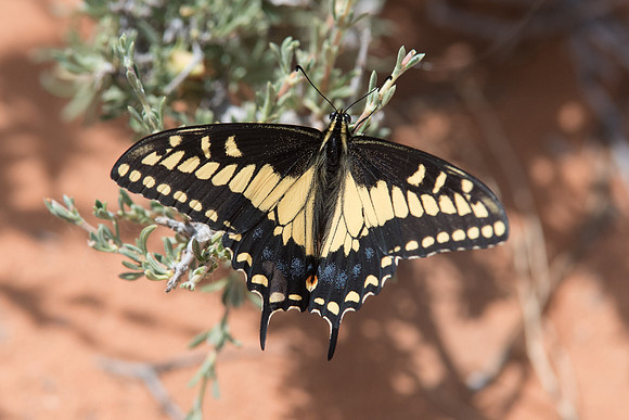 Papilio polyxenes ssp. rudkini- Horseshoe