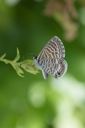 Leptotes marina