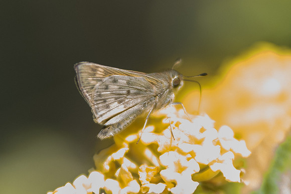 Hylephila phyleus