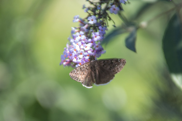 Erynnis tristis
