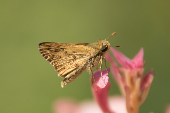 Hylephila phyleus
