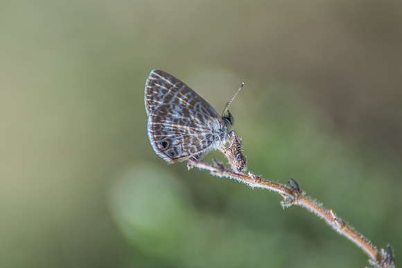 Leptotes marina