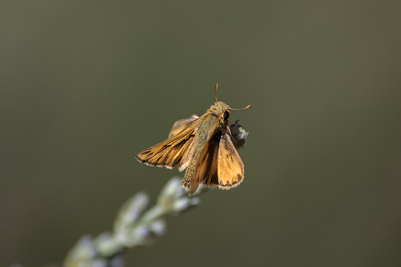 Hylephila phyleus