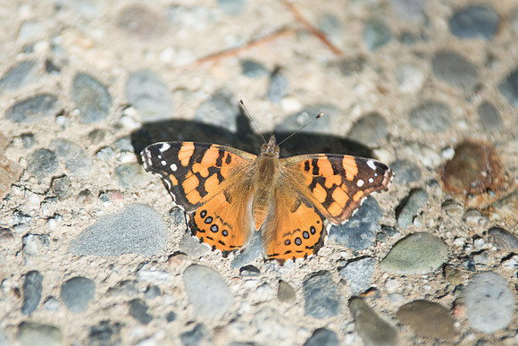 Vanessa annabella 31/10/17 DSC_9453
