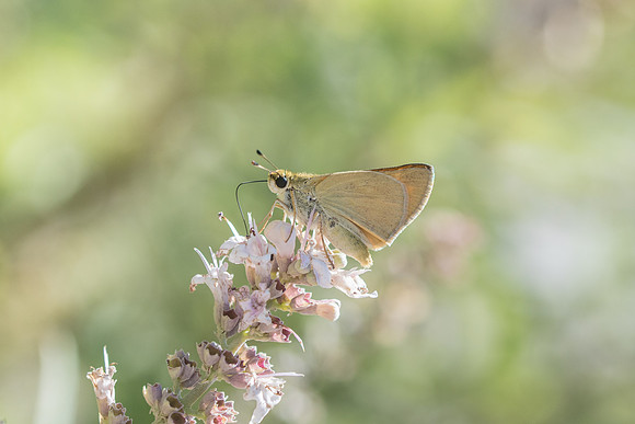 Ochlodes yuma