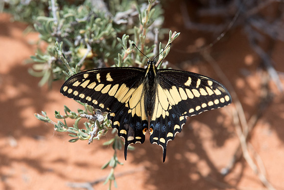 Papilio polyxenes ssp. rudkini