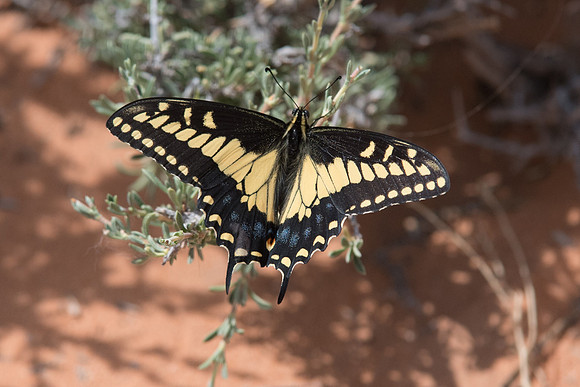 Papilio polyxenes ssp. rudkini