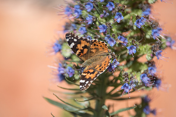 Vanessa cardui 31/10/17