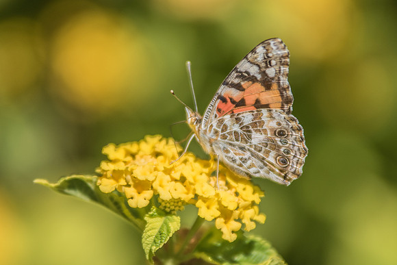 Vanessa cardui - Yosemite