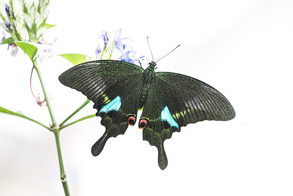 Papilio paris (Asie)