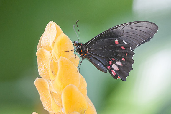 Heraclides anchisiades