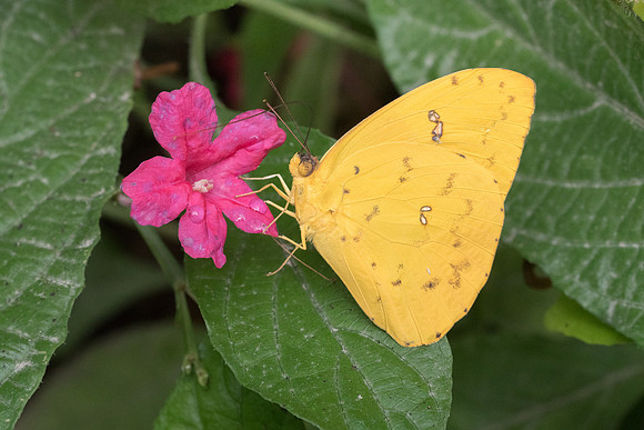 Phoebis sennae