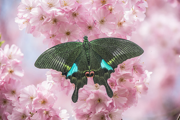 Papilio paris