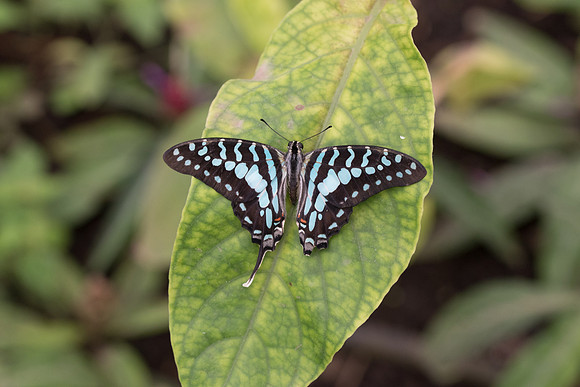 Graphium policenes (Afrique)
