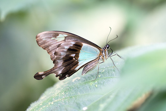 Papilio phorcas (Afrique)