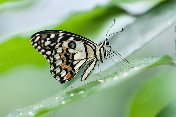 Papilio demoleus