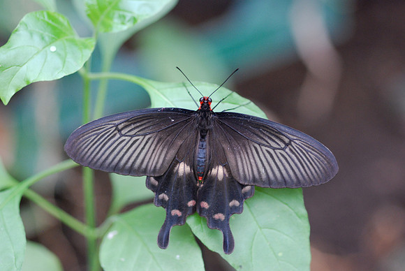 Papilio polytes (Asie)