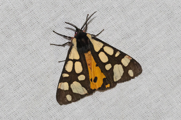 Epicallia villica-8972