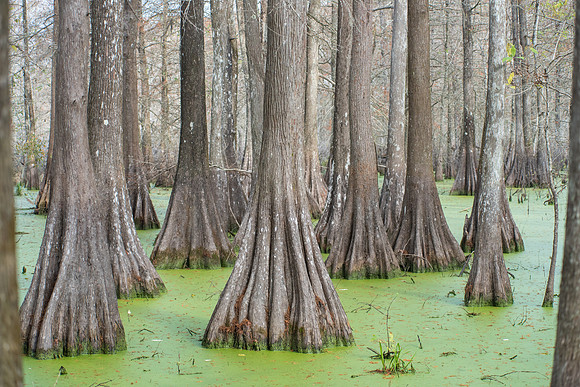 Bayou 15/12/16