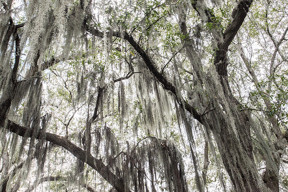 Le Bayou