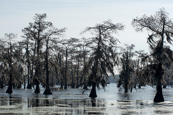 Bayou