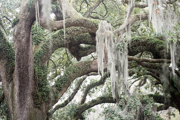 Bayou