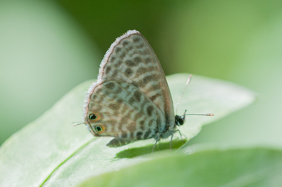 Leptotes pirithous- Sardaigne