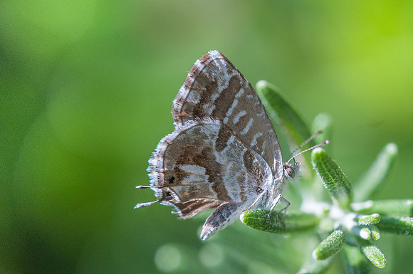 Cacyreus marshalli- Sardaigne
