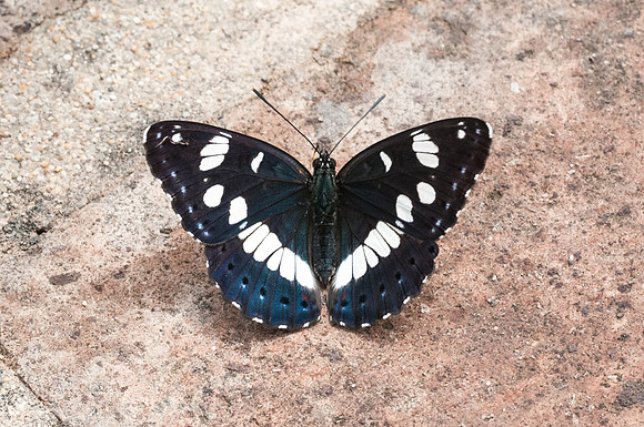 Limenitis reducta - Sardaigne