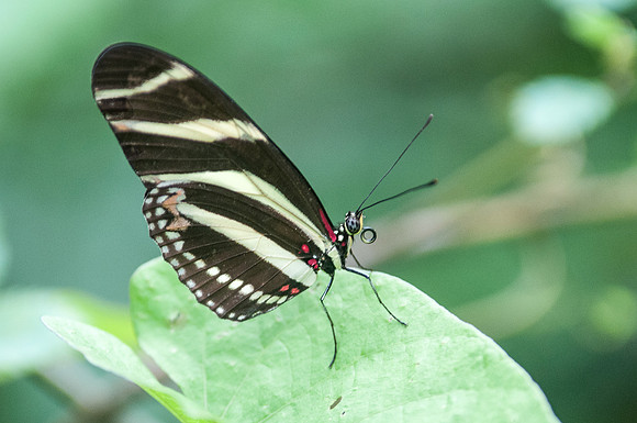 Heliconius charithonia