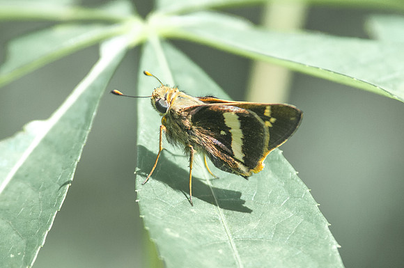 Atalopedes mesogramma