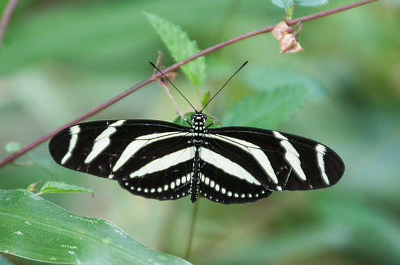 11032017-Heliconius charithonia