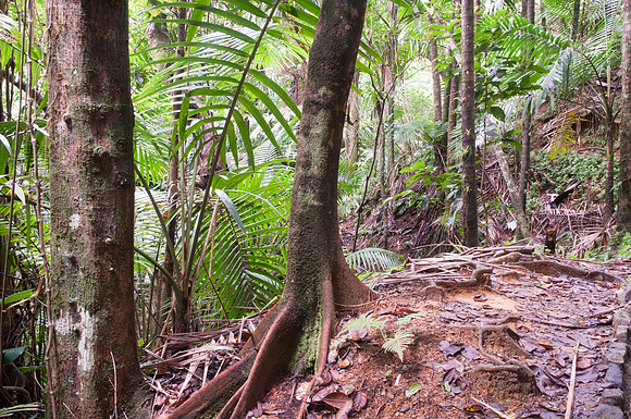 Yunque NP