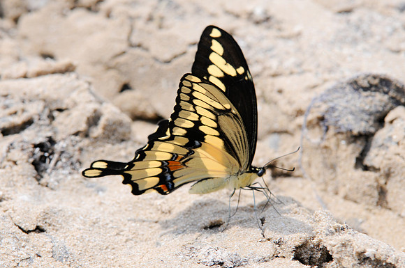 Heraclides cresphontes