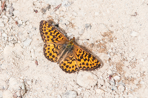 Boloria montinus