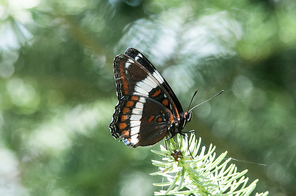Limenitis arthemis