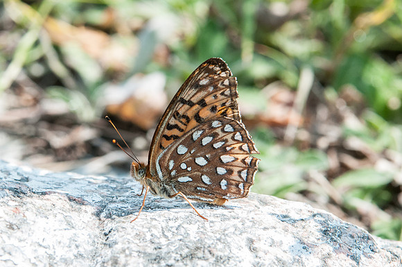 Argynnis atlantis 12072012-_DSC2123