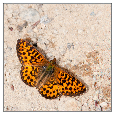 Boloria montinus