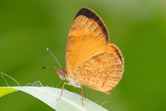 Tegosa anieta-5838 - Salento - 16/06/24