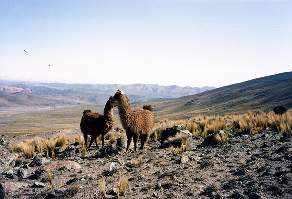 Altiplano