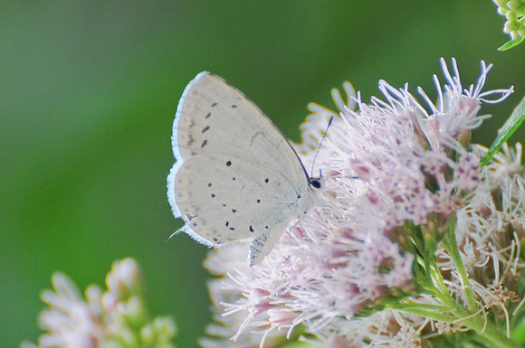 Cupido alcetas (?) -Parc Krka- Croatie