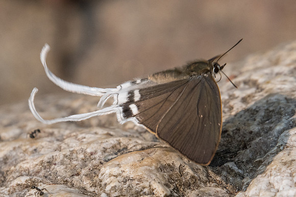 Cheritra freja-0161 - Doi Suthep - 7/03/23