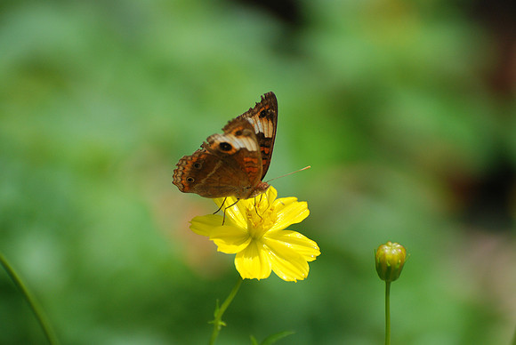 Junonia coenia