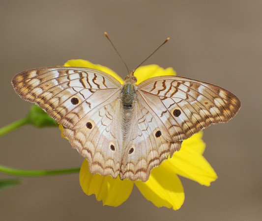 Anartia jatrophae