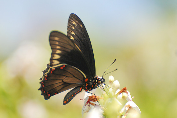 Battus polydamas