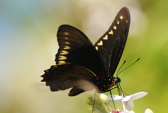 Battus polydamas