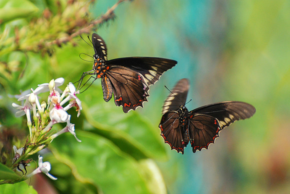 Battus polydamas